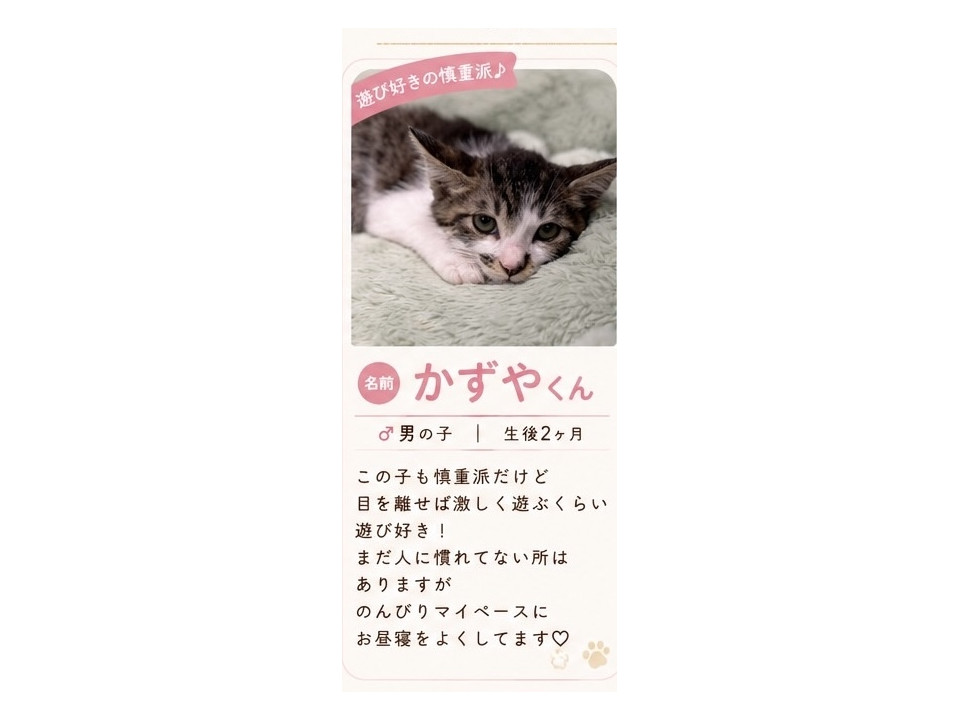 キュートな顔立ちな男の子