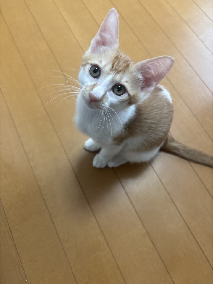 綺麗なお顔の茶白くん