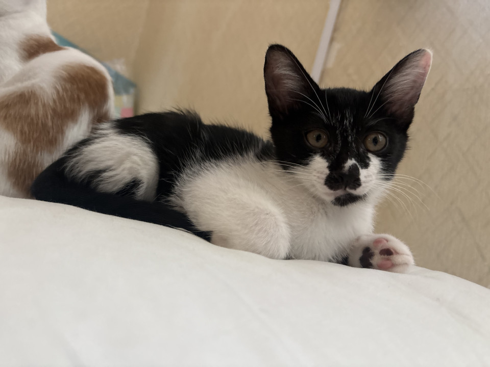 美人な白黒子猫ちゃん