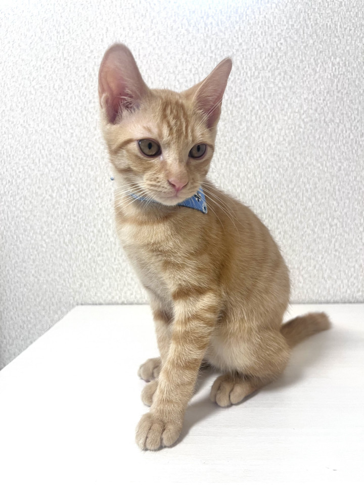 寂しがり屋で甘えん坊
