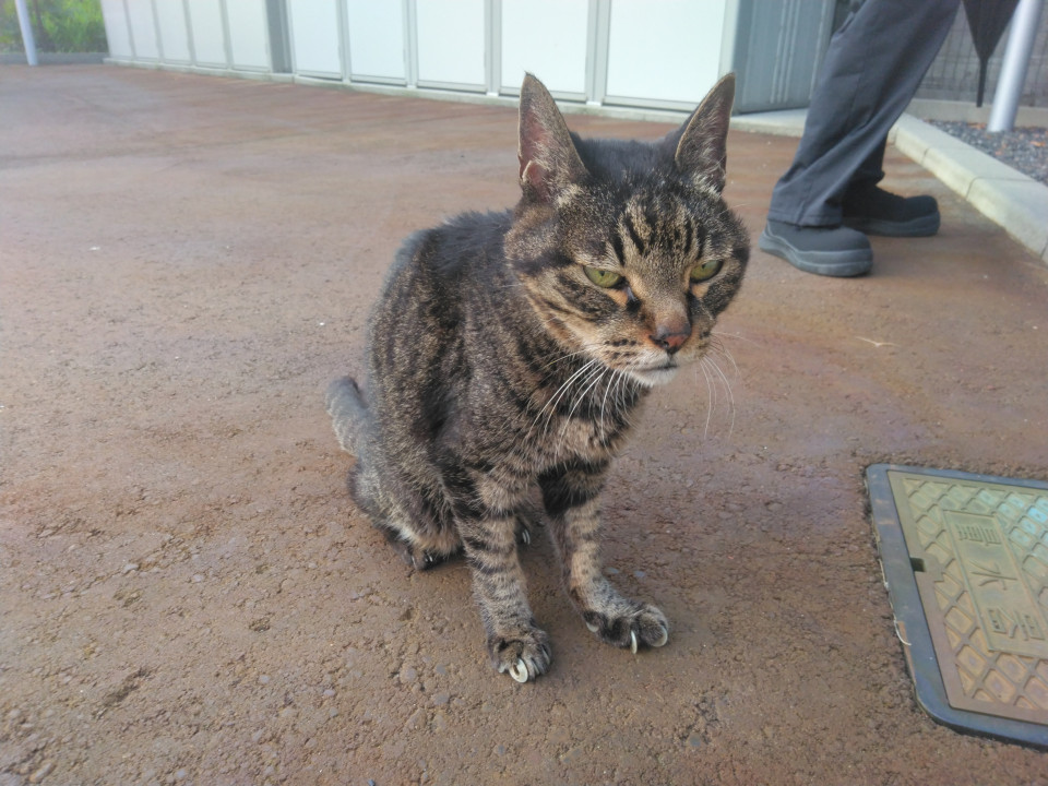 人馴れした黒キジトラ猫ちゃん
