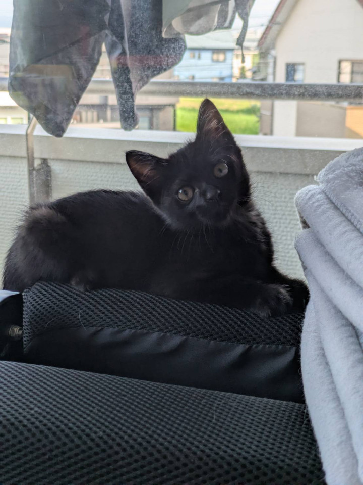 黒猫