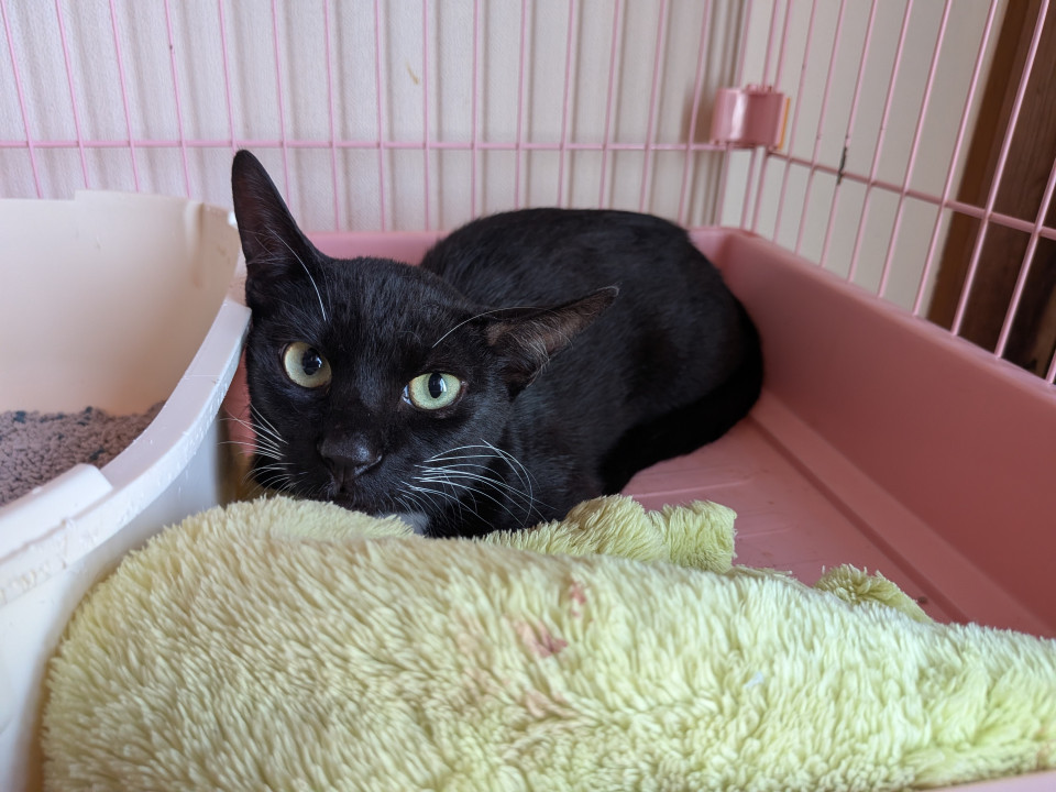 急募‼️TNRの大人猫