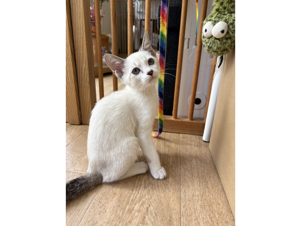 ブルーアイのイケメン