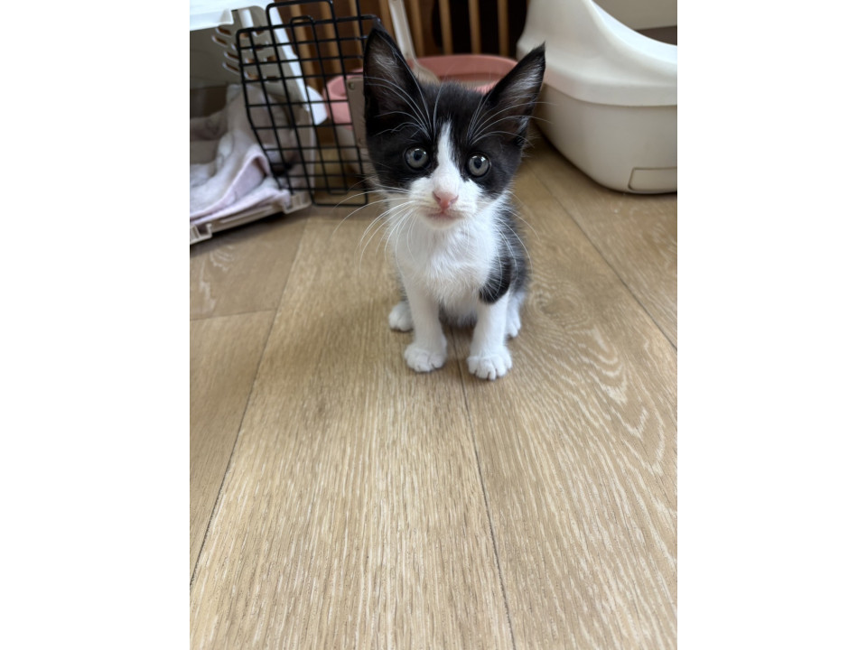 可愛いハチワレくん