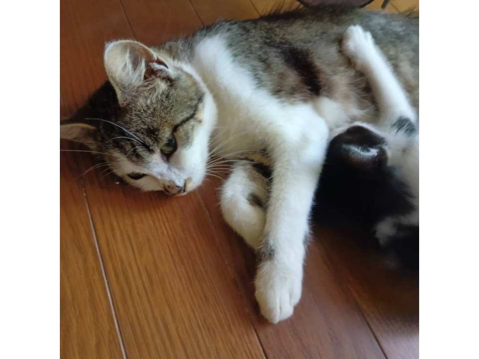 雉虎白美人さん