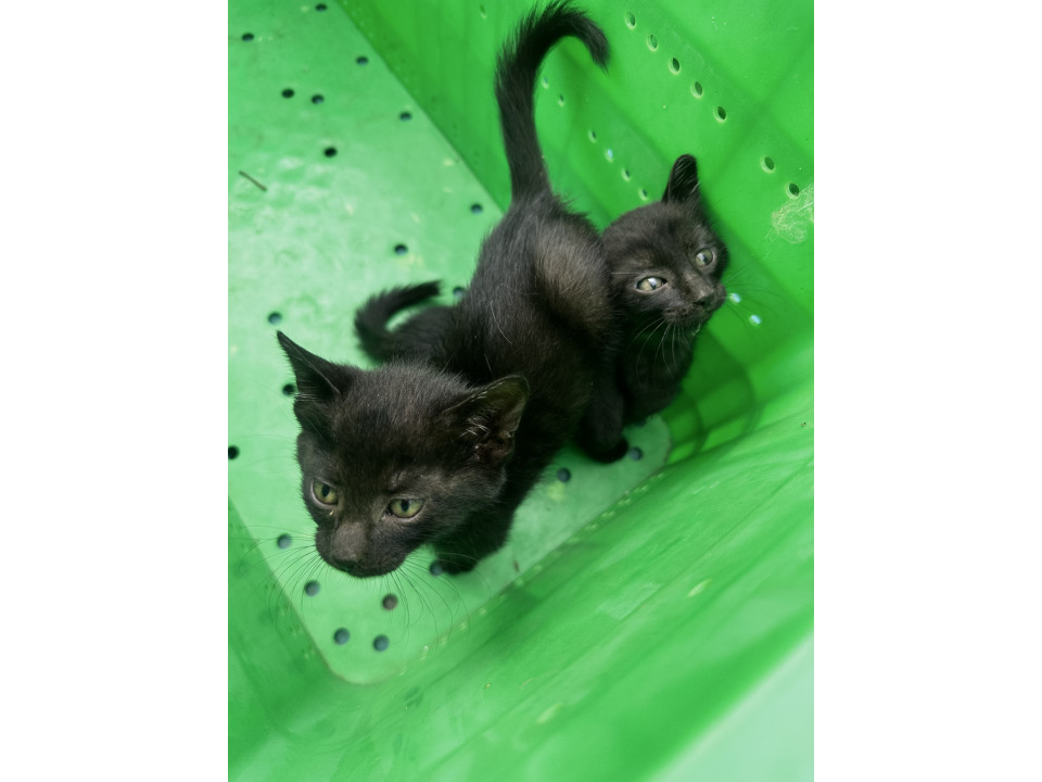 ブラックタビーの子猫2匹
