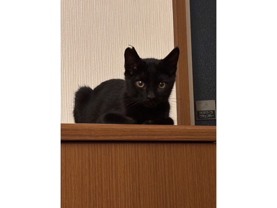 かわいい黒猫ちゃん＊写真は7/26撮影