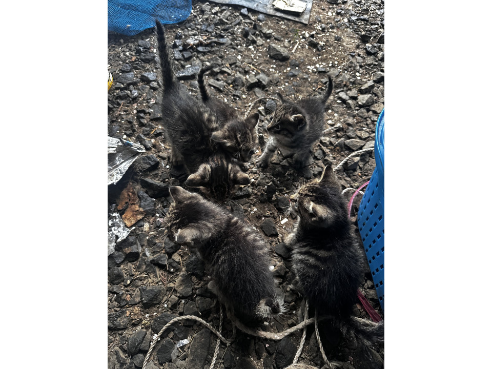 キジトラの子猫2匹