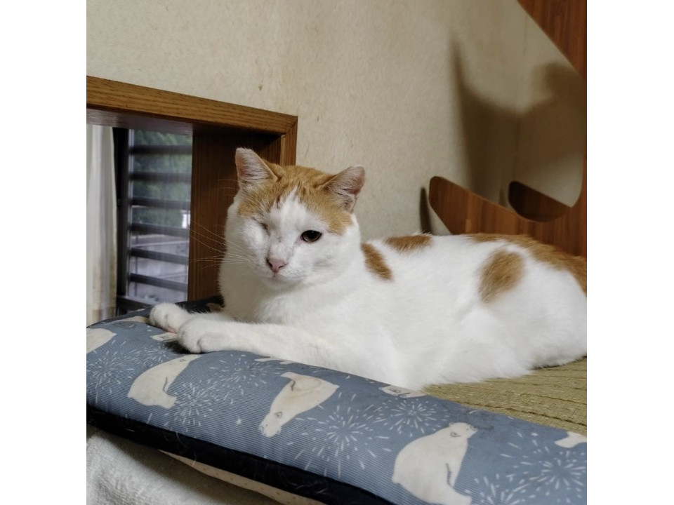 片目だけど、頑張ってます。