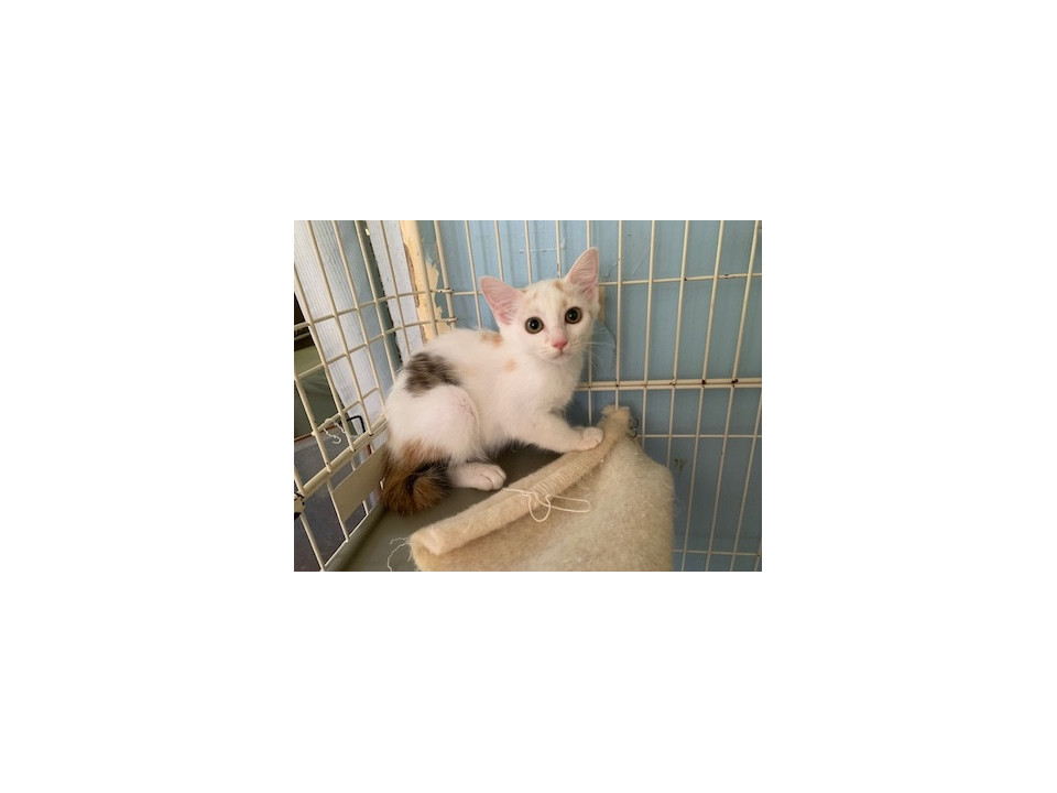 可愛い白三毛４姉妹