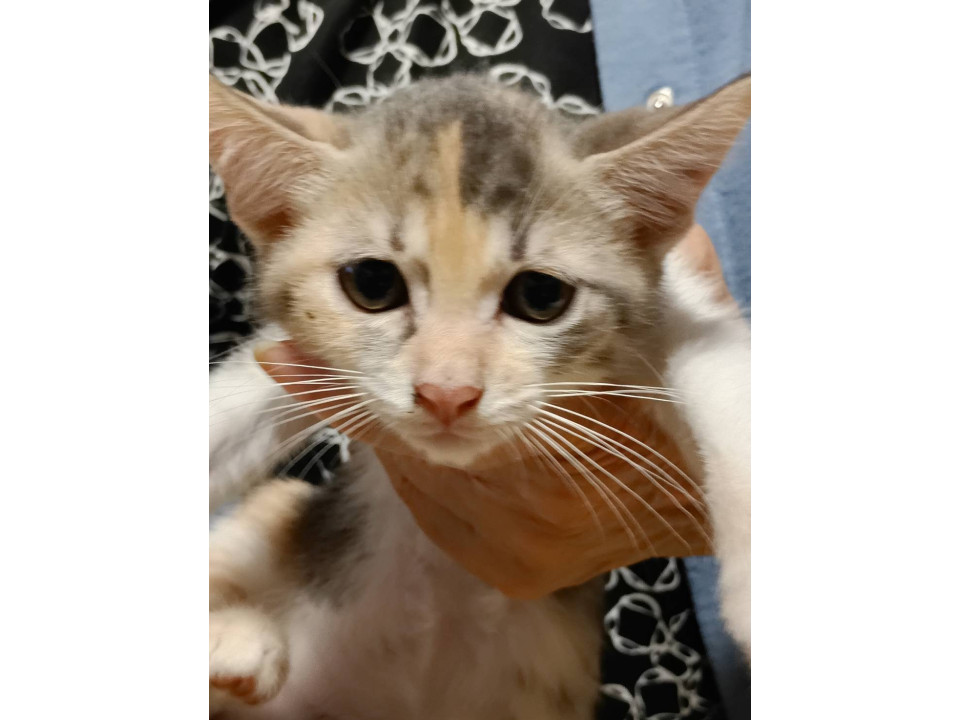三毛猫 3ヶ月