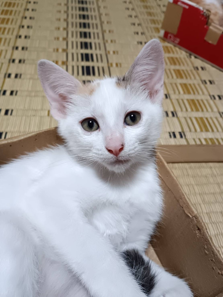 三毛猫（ほぼ白） 3ヶ月