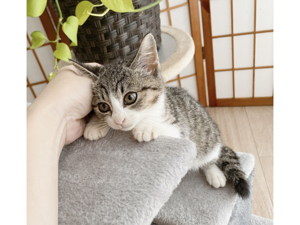 早期不妊手術チップ済◼️ふわふわしっぽ♀
