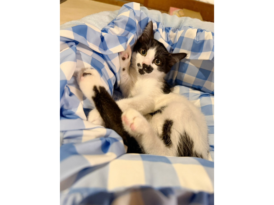 末広がりの食いしん坊ハチワレとき君♡