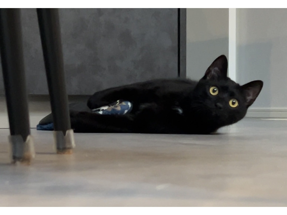 びびりな黒猫