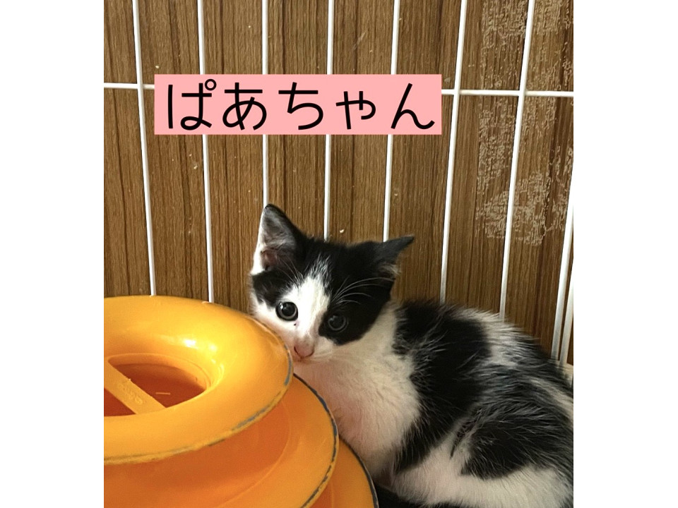 カワイイ！白黒ハチワレ３兄弟姉妹