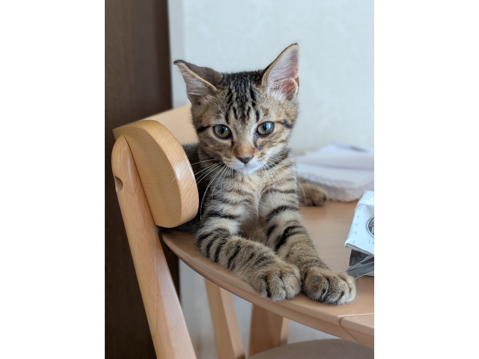 元気で甘えん坊。猫と人が好きな男の子