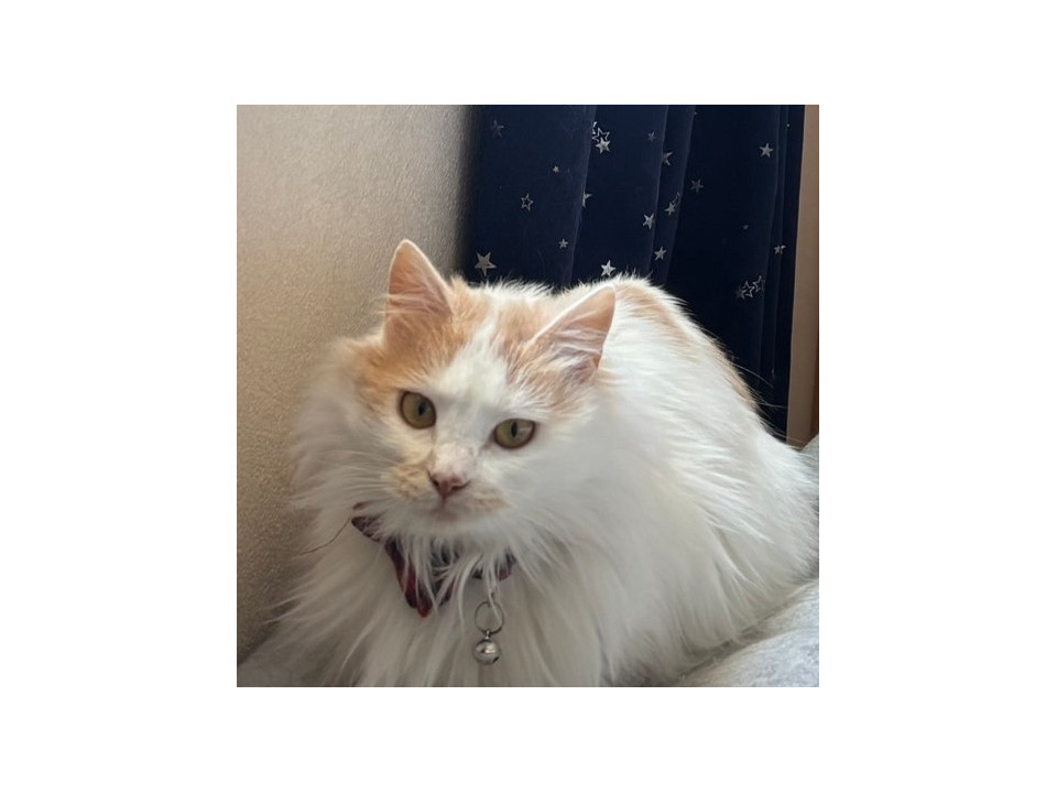 【ミル】推定1歳・おふわふわ美猫