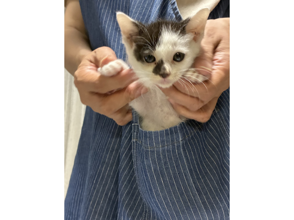豆大福柄のおんにゃのこ