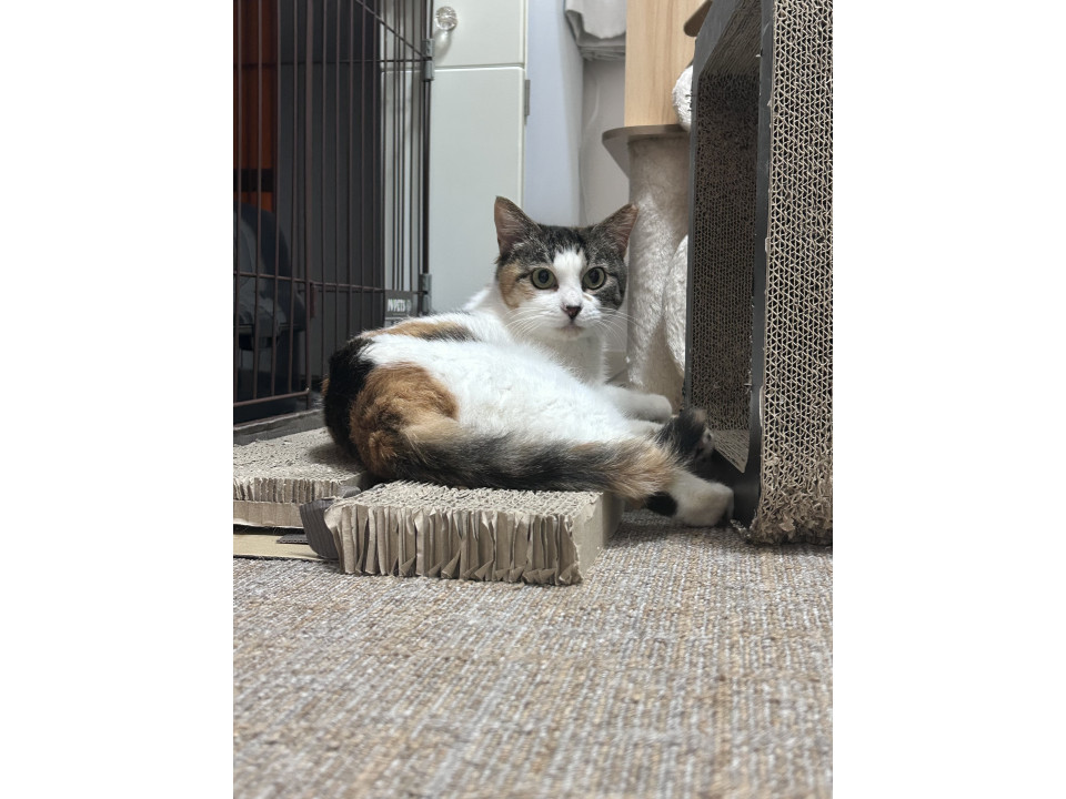 ゆっくり仲良くなれる猫さんをお探しの方へ