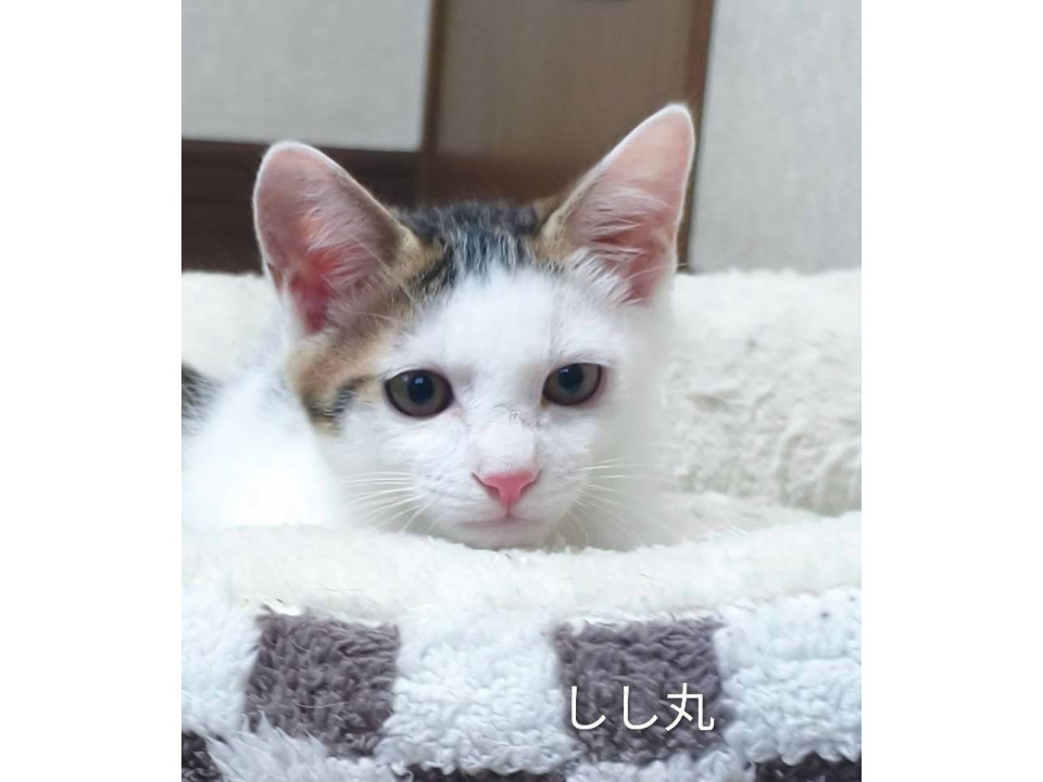 可愛い男の子
