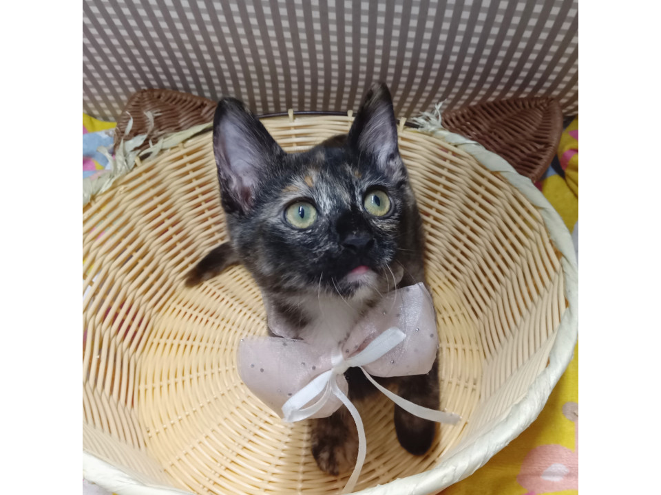 お目々くりくり★超おてんばサビちゃん！