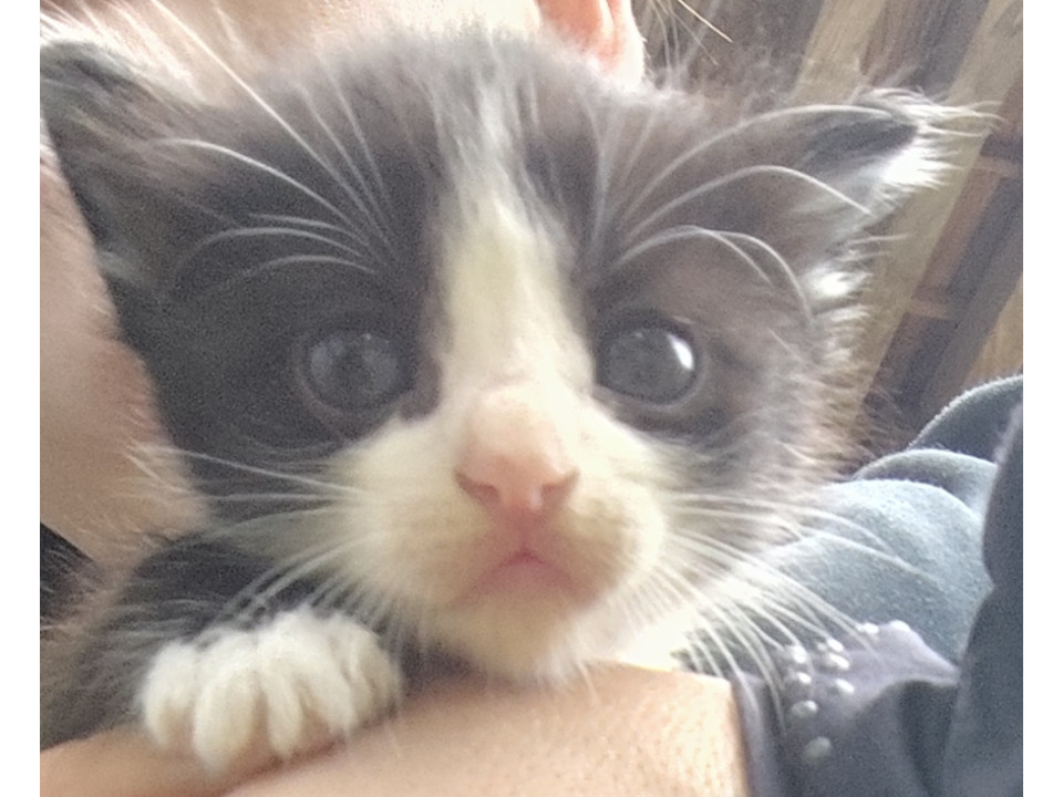 かわいいハチワレツインズちゃん