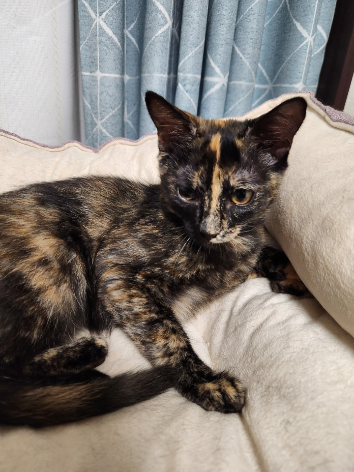 サビ猫ららちゃん♡