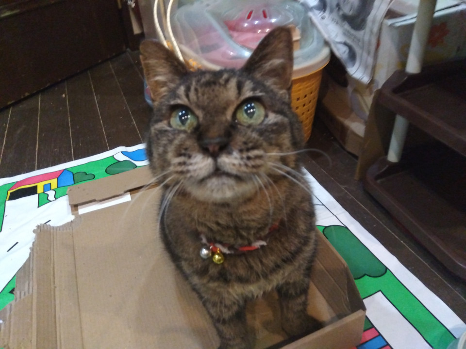 甘えん坊で温厚なキジトラちゃん