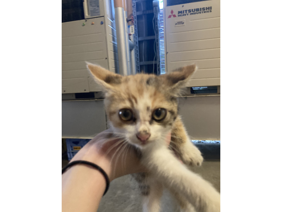 母猫不在の子猫