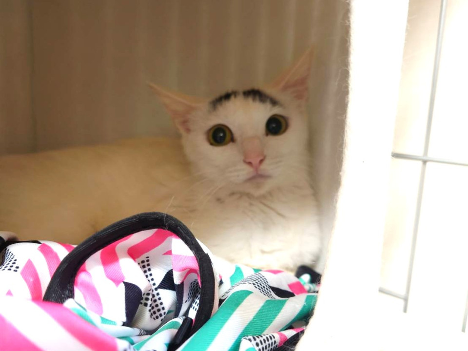 ママむすびちゃんと3匹の子猫