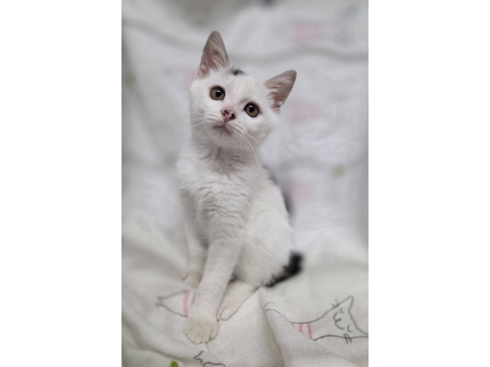 落ち着いてる子猫のつよしです
