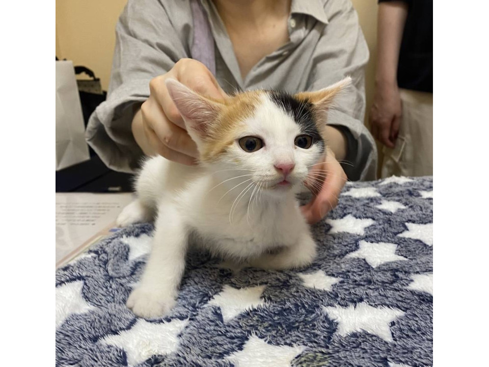 三毛よつばちゃん（ママと子猫3匹）
