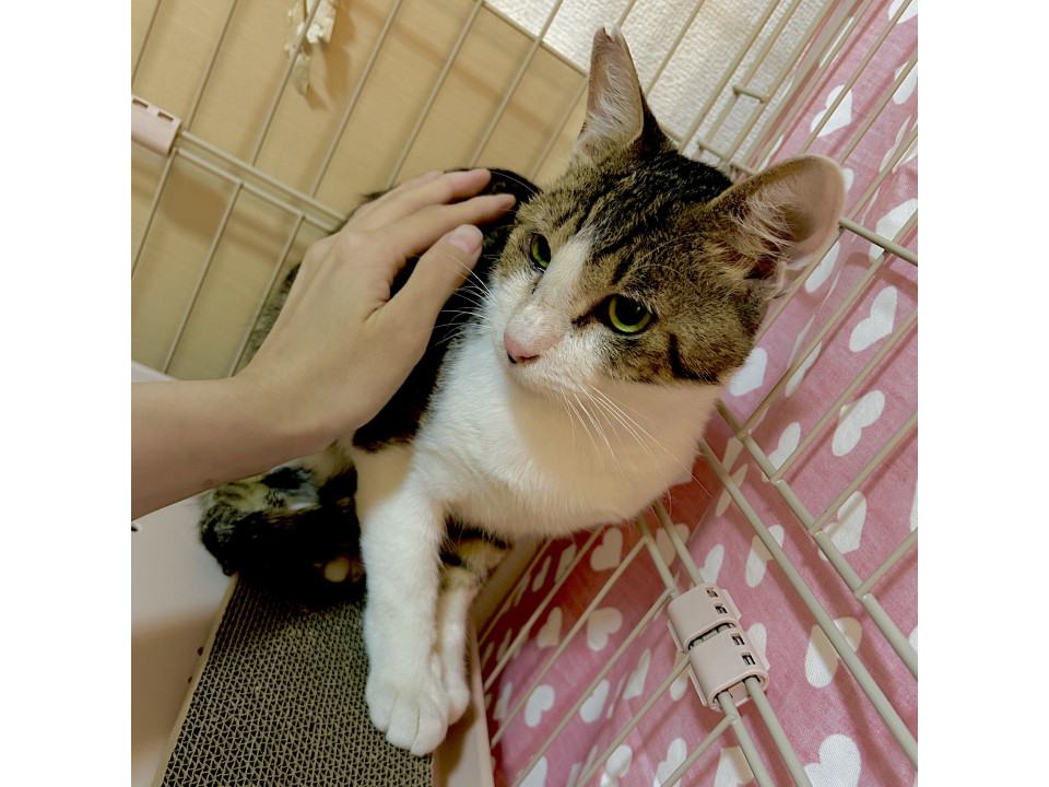 甘えん坊のキジ白くん！再投稿です(^^)