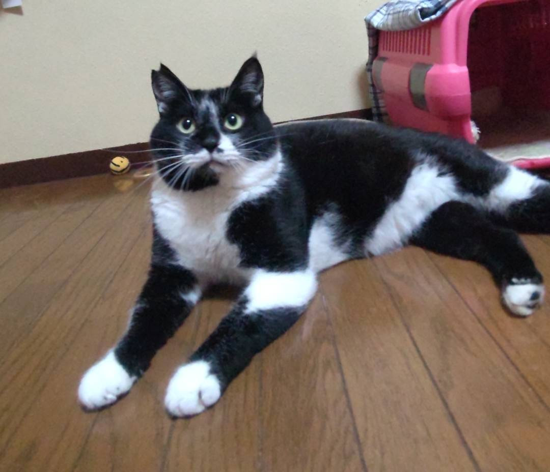 見かけによらずビビりで甘えん坊です。