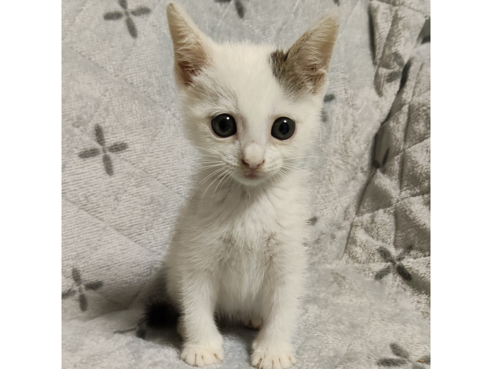 人間がママです❤わんぱく甘えん坊『まめ』