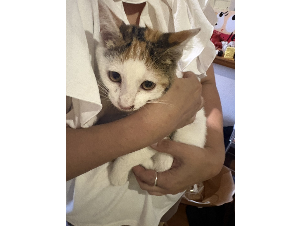 キャワキャワキャワイイ三毛猫　女の子