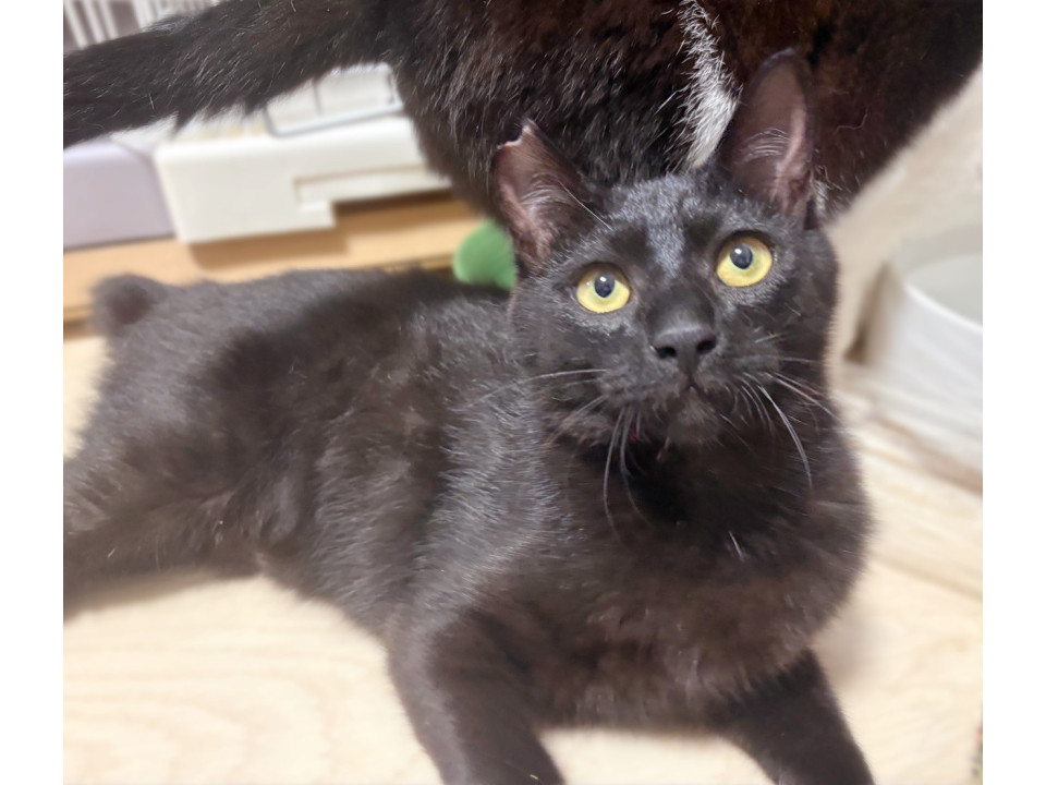 甘え上手な男の子❤️黒猫ヤミー