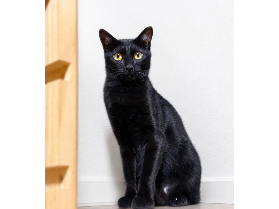 つやつや美猫❤️黒猫ヨル