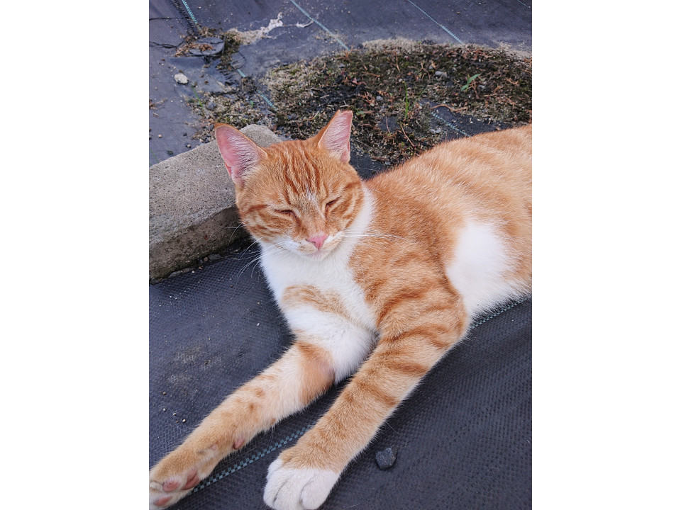 可愛い猫です