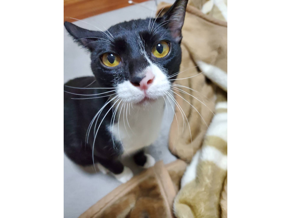 白黒猫ちゃんの家族募集✨