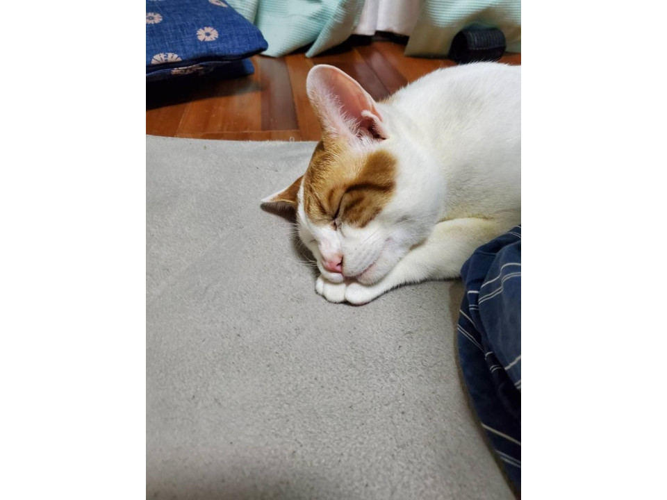茶白猫ちゃんの家族募集