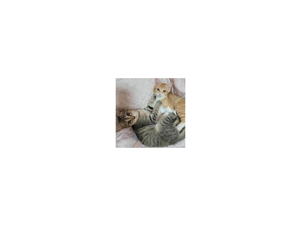 アーモンドアイの可愛い子猫ちゃんです