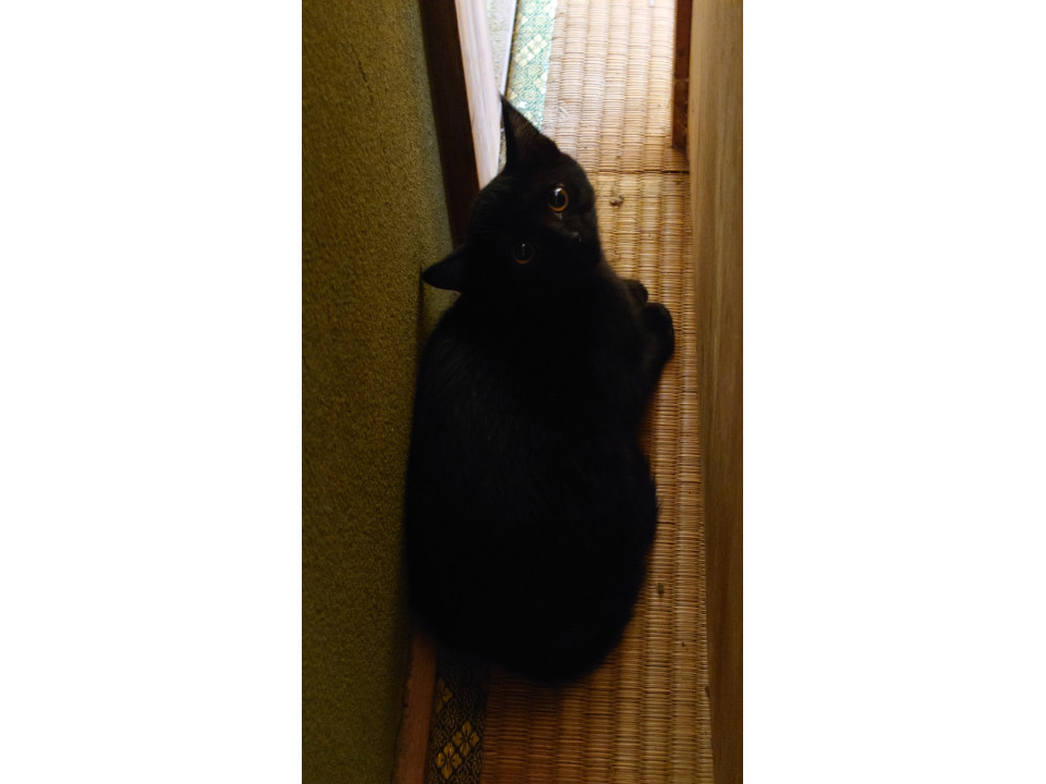 たいへんだ～！実家に子猫が入り込んだ。