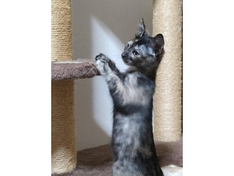 可愛いサビちゃん　小さいです