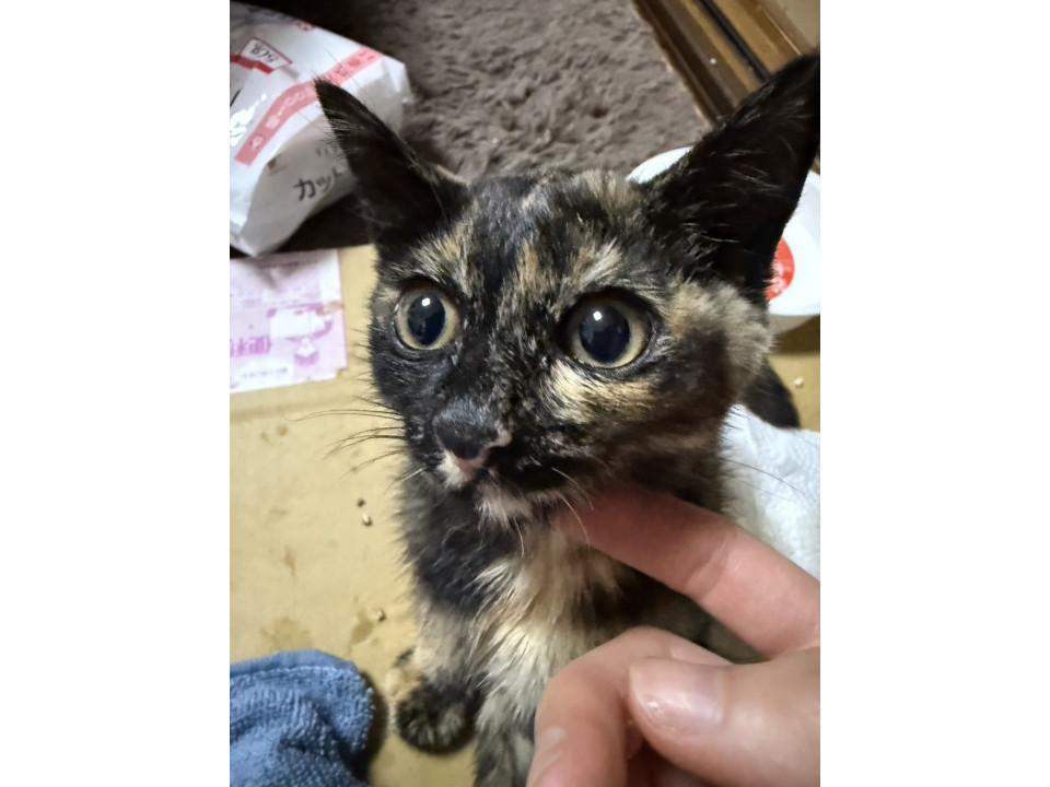 里親募集｜サビ猫♀生後約2ヶ月