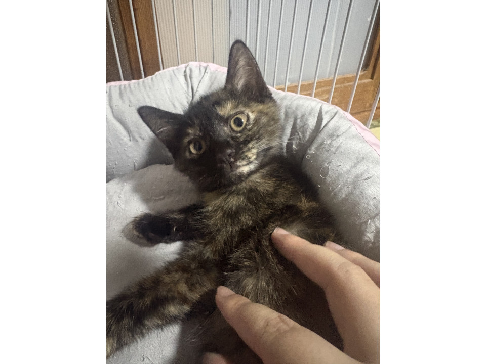 甘えん坊なサビ猫ちゃん