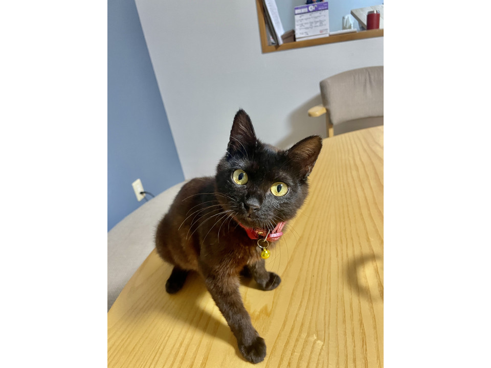 人が大好きすぎる甘えん坊黒猫