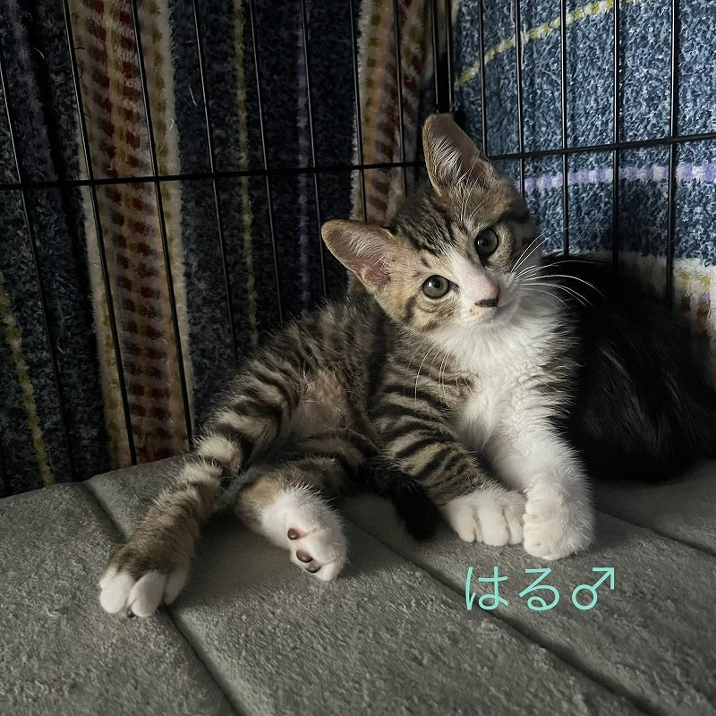 ２匹の子猫はる・なつ